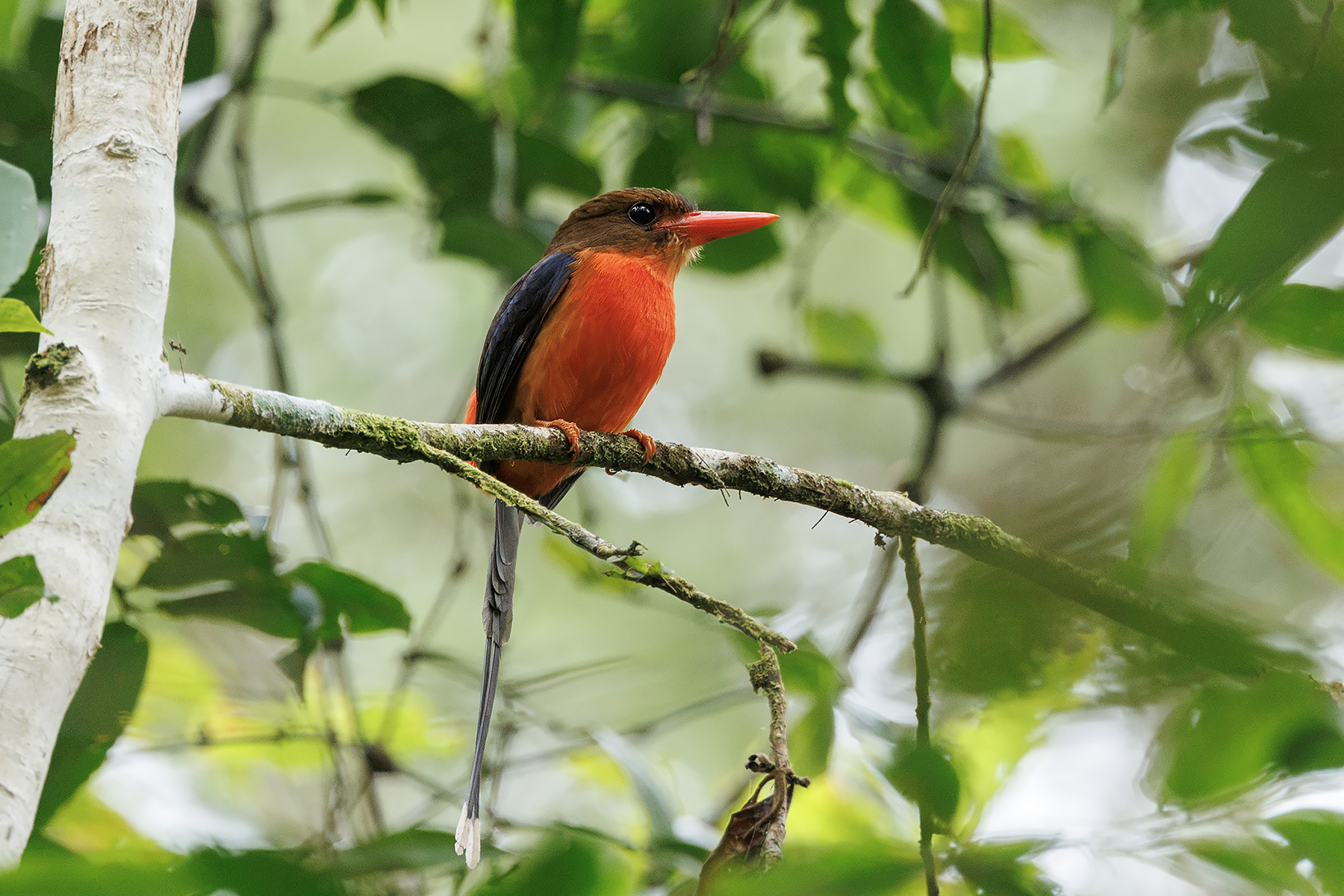 Brown-headed Paradise Kingfisher (image by Dáni Balla)