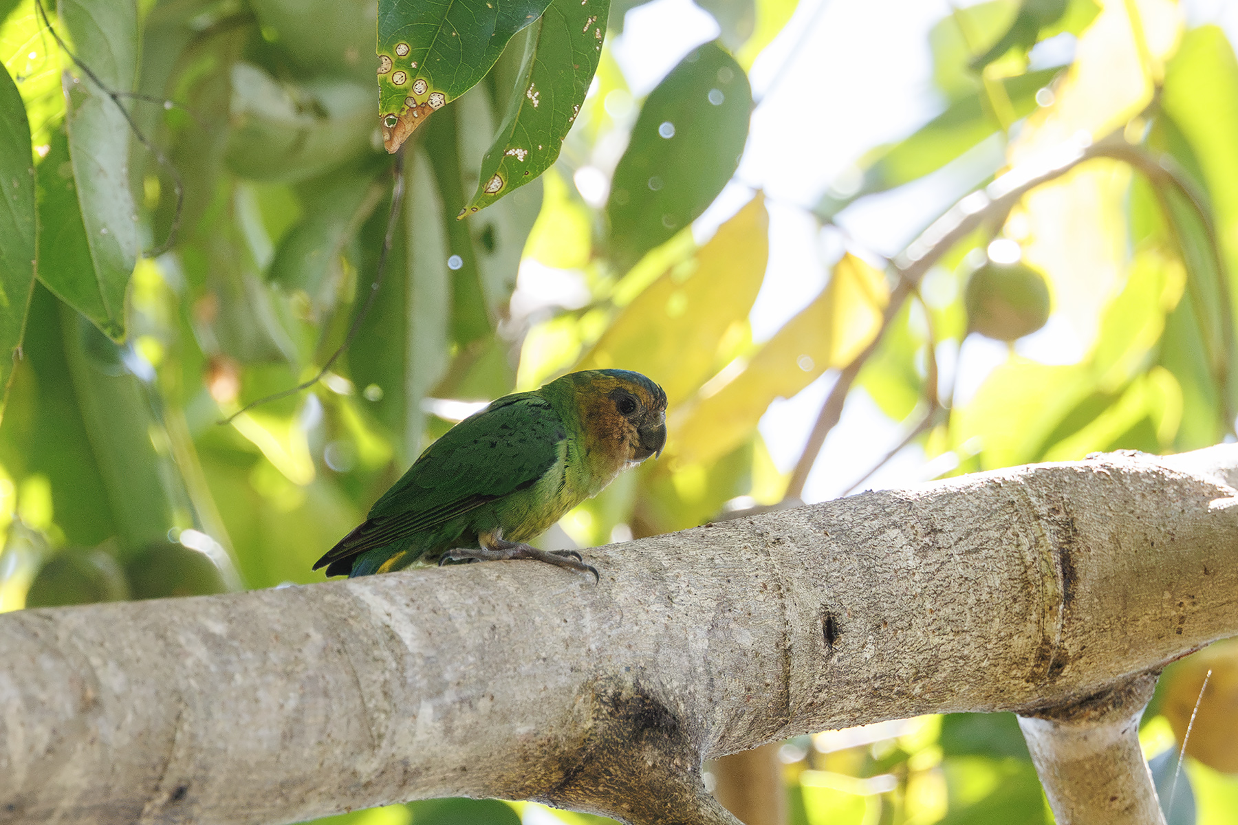 Buff-faced Pygmy Parrot (image by Dáni Balla)