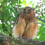 Buffy Fish Owl (image by János Oláh)