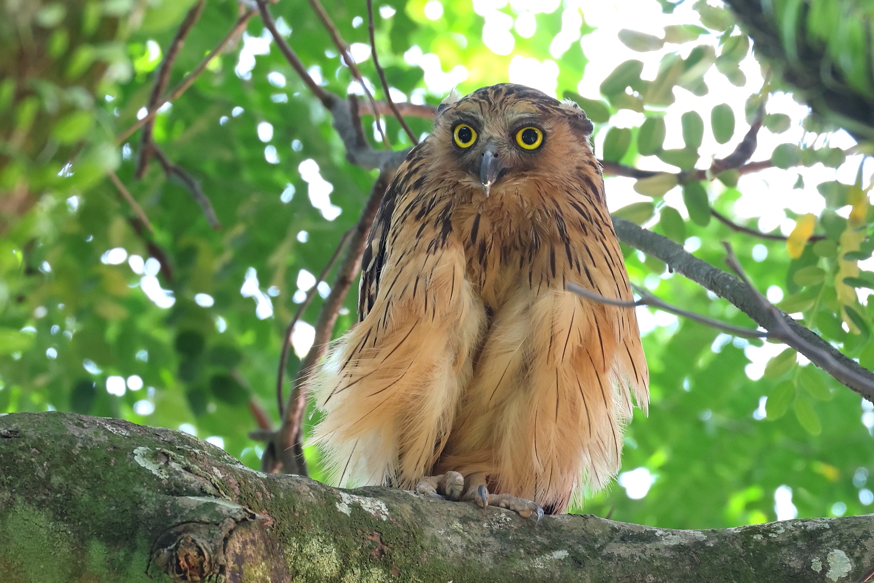Buffy Fish Owl (image by János Oláh)