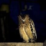 Buffy Fish Owl (image by Craig Robson)