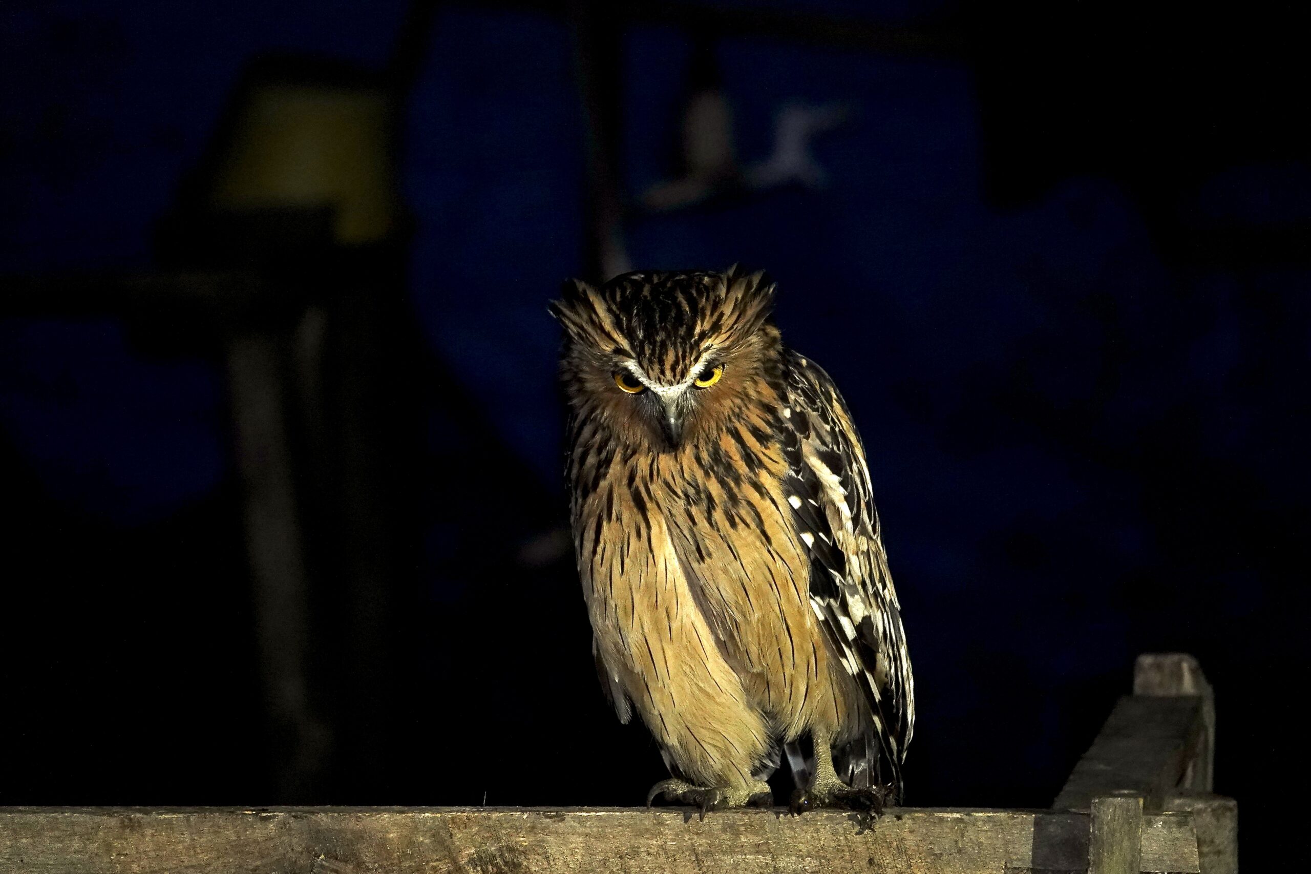 Buffy Fish Owl (image by Craig Robson)