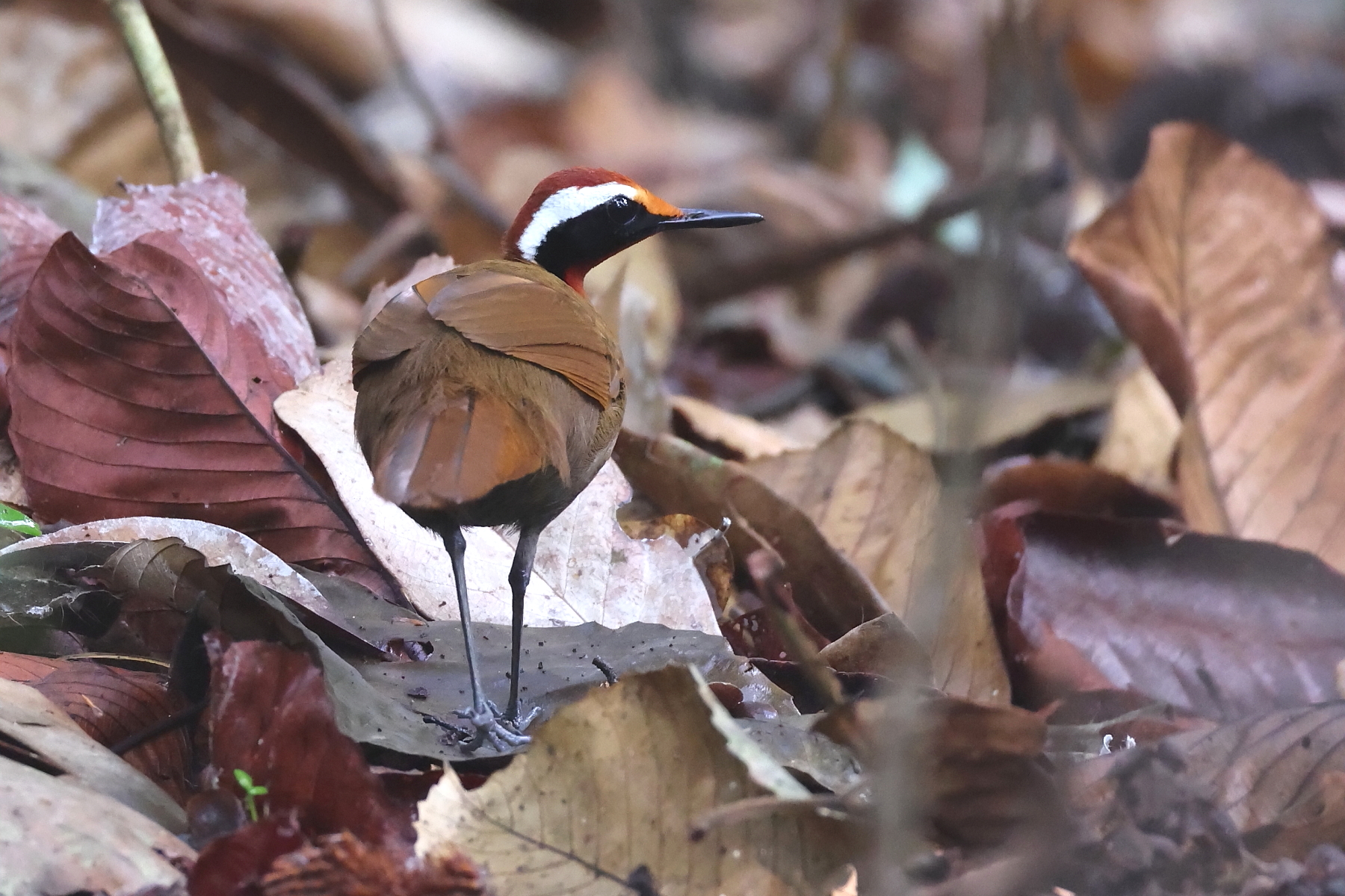 Rail-babbler (image by János Oláh)