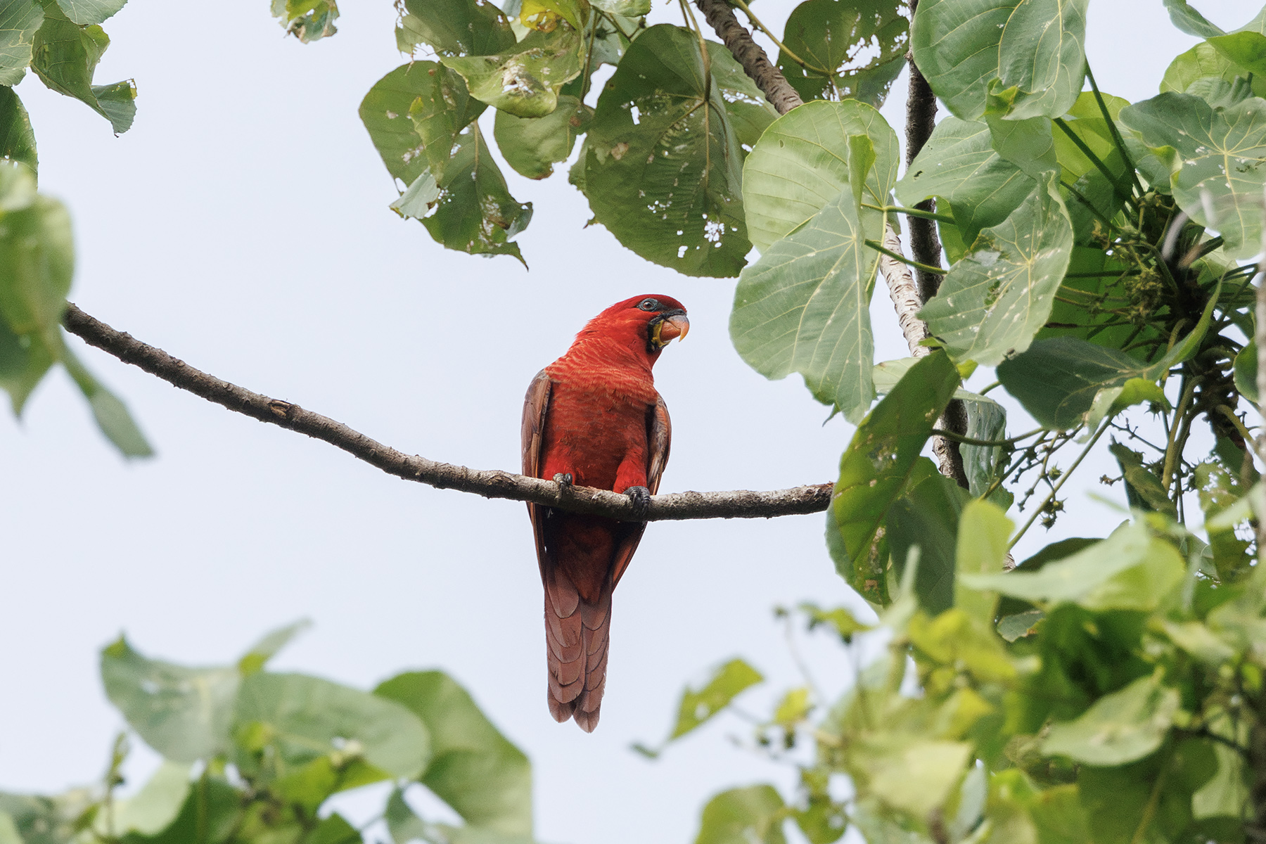 Cardinal Lory (image by Dáni Balla)