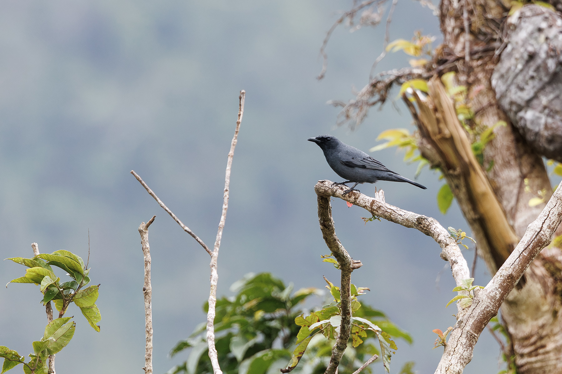 Central Melanesian Cicadabird (image by Dáni Balla)
