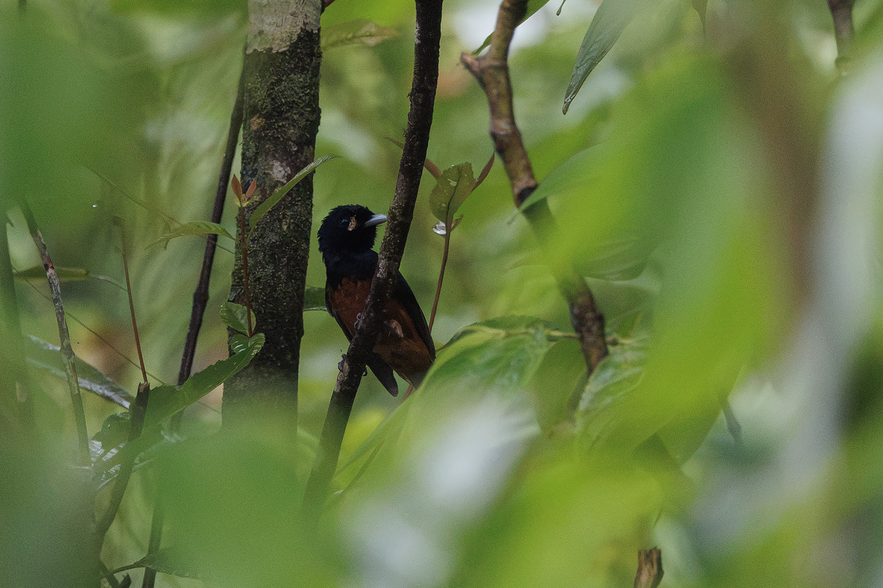 'Bougainville' Chestnut-bellied Monarch (image by Dáni Balla)