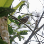 Chestnut-bellied Fantail (image by Dáni Balla)