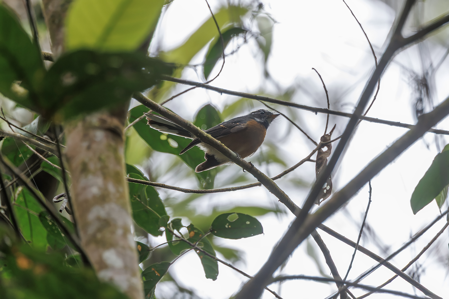 Chestnut-bellied Fantail (image by Dáni Balla)