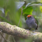 Chestnut-crowned Gnateater (image by Daniel Branch)
