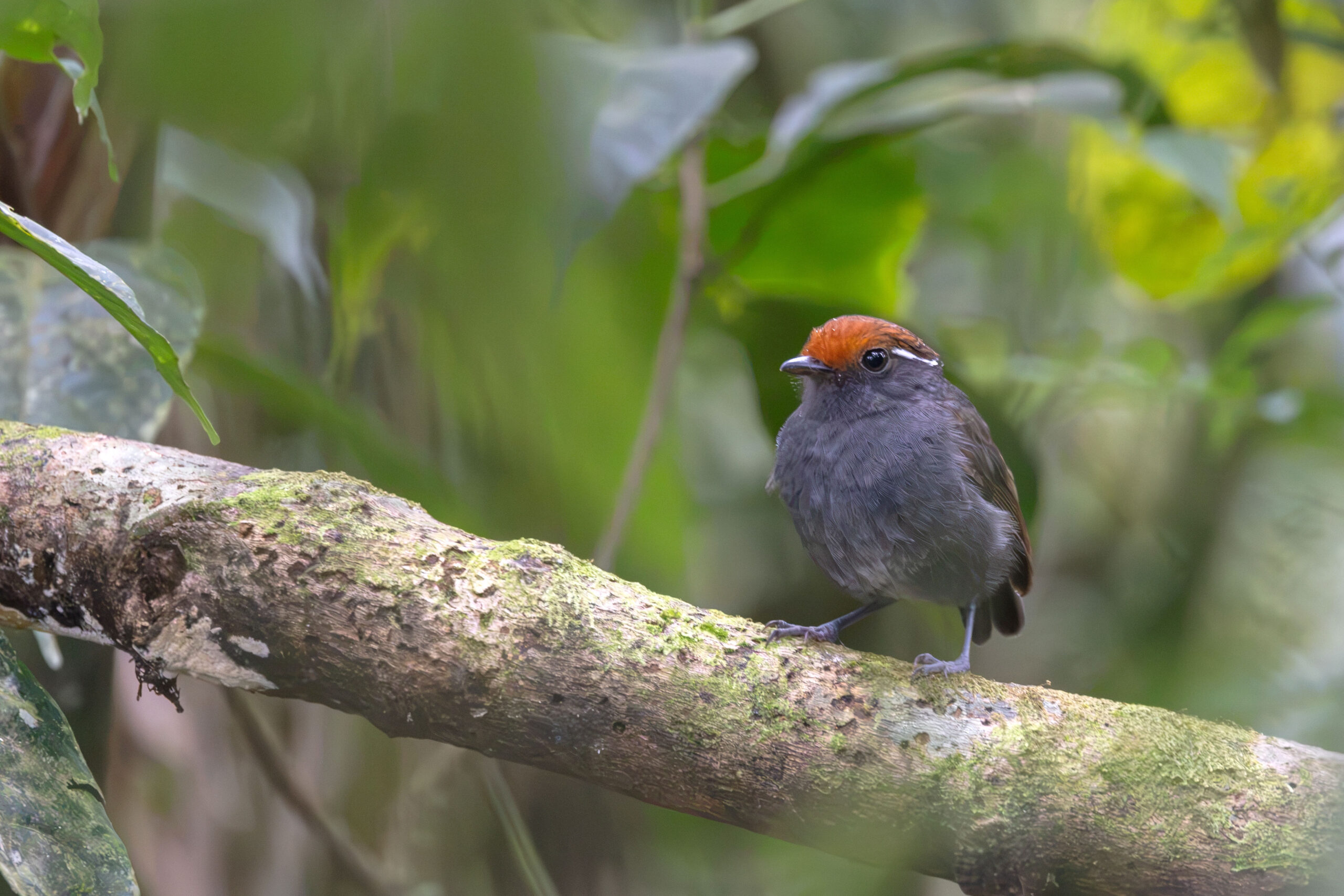 Chestnut-crowned Gnateater (image by Daniel Branch)
