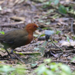 Chestnut-headed Crake (image by Daniel Branch)