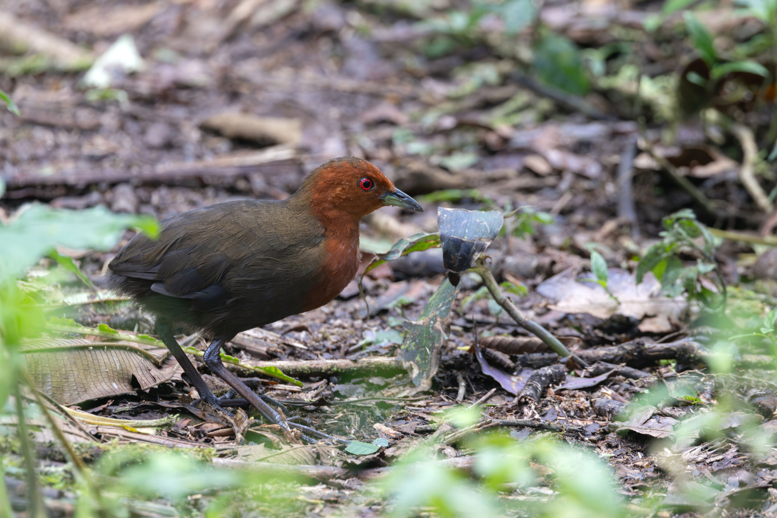 Chestnut-headed Crake (image by Daniel Branch)