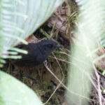Choco Tapaculo (image by Daniel Branch)