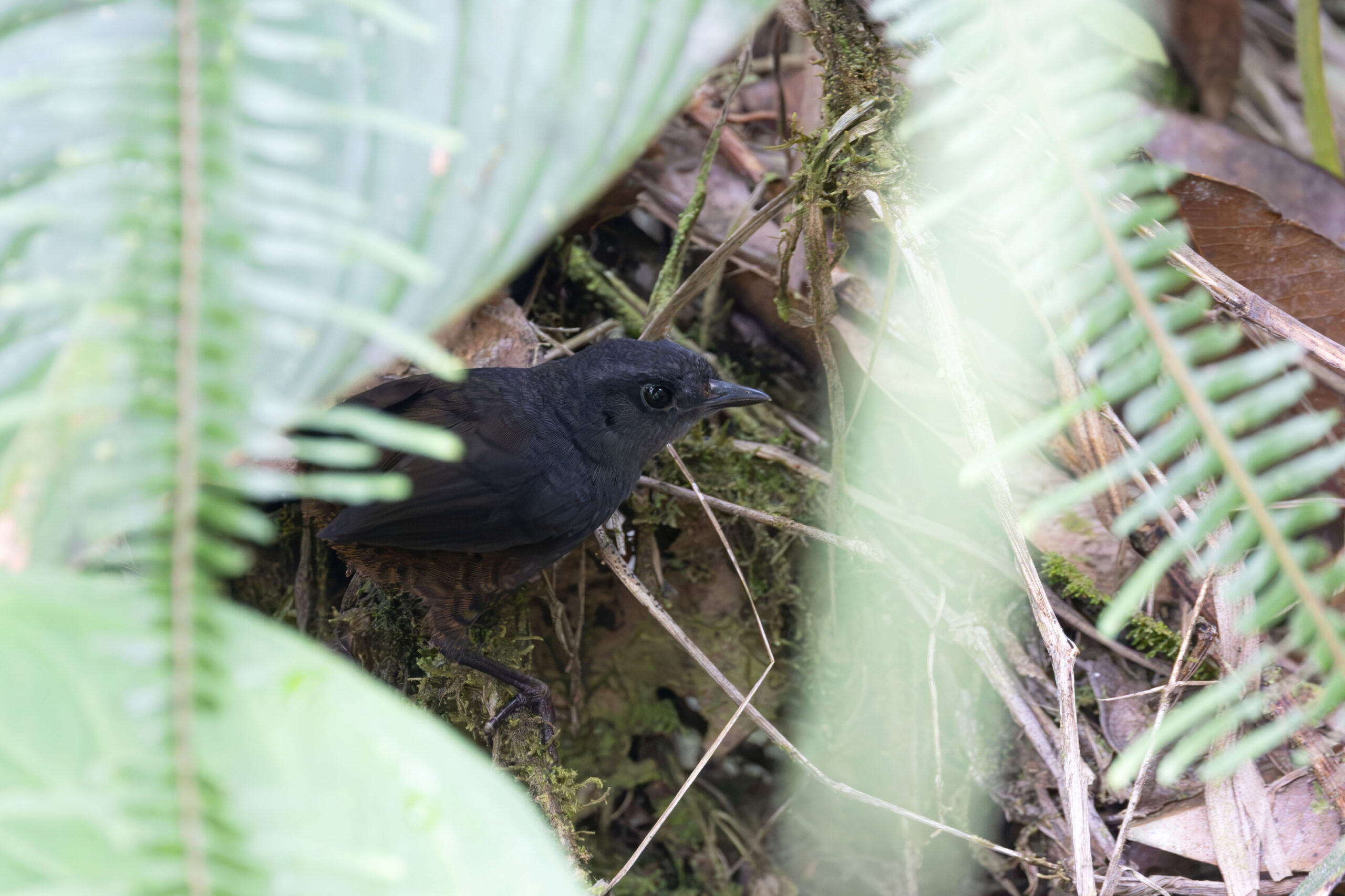 Choco Tapaculo (image by Daniel Branch)