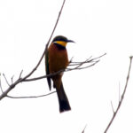Cinnamon-chested Bee-eater (image by Edward Paxton)