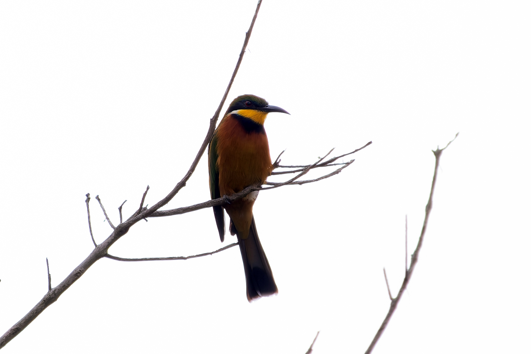 Cinnamon-chested Bee-eater (image by Edward Paxton)
