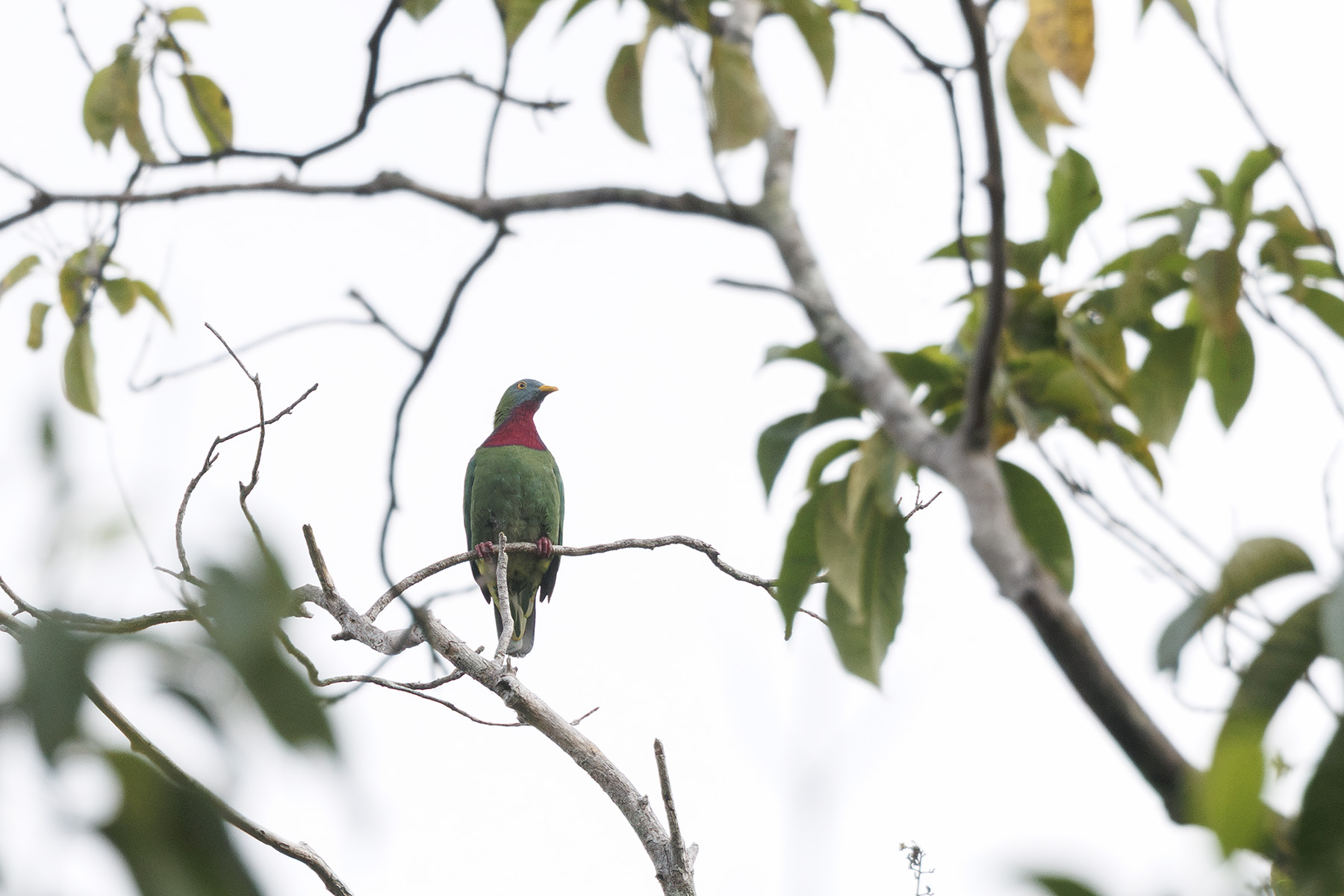 Claret-breasted Fruit Dove (image by Dáni Balla)