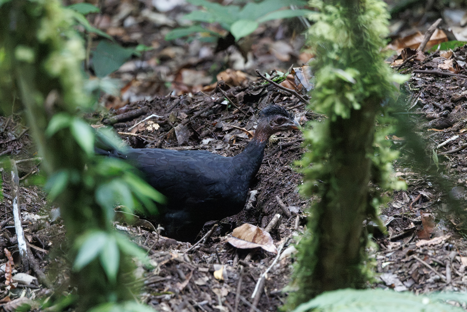 Collared Brushturkey (image by Dáni Balla)
