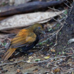 male Crested Satinbird (image by Dáni Balla)