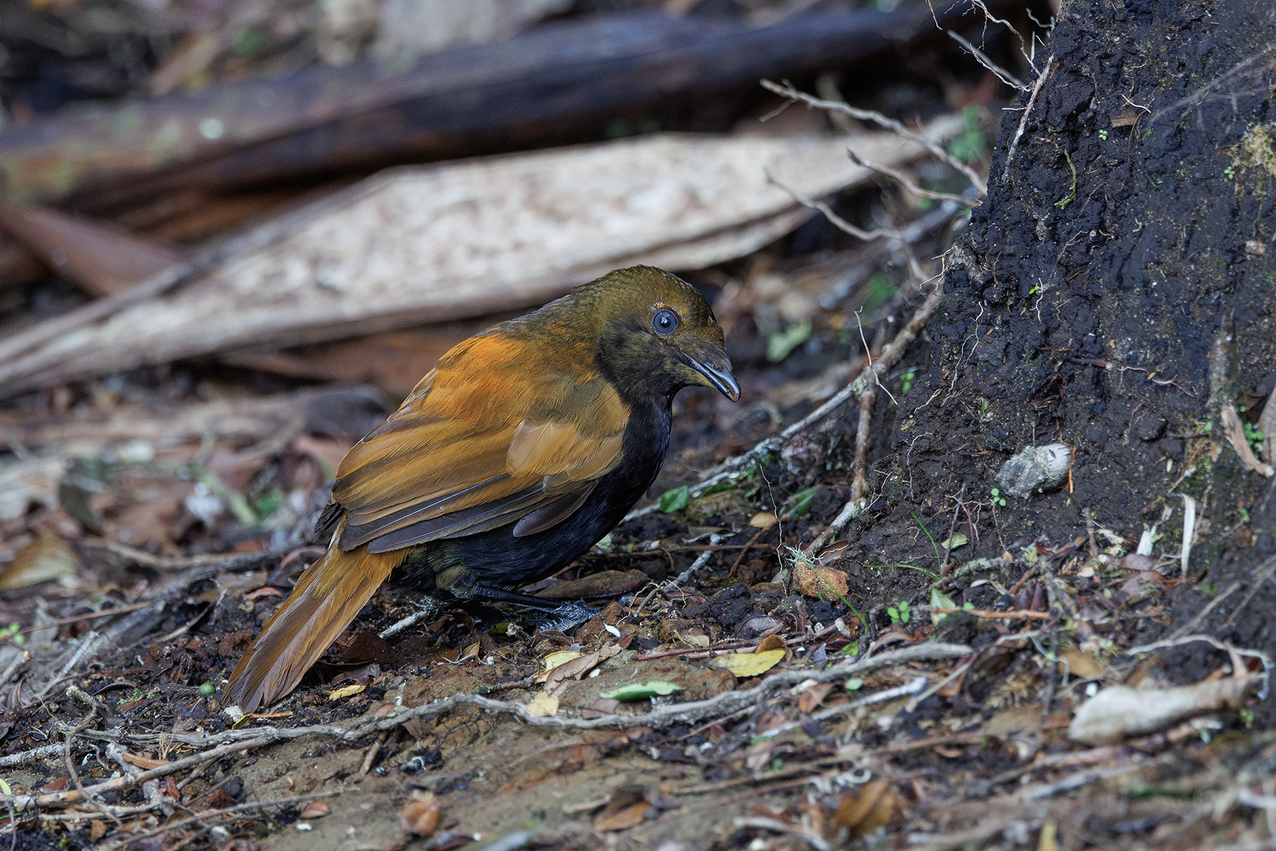 male Crested Satinbird (image by Dáni Balla)