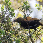 male Crested Satinbird (image by Dáni Balla)