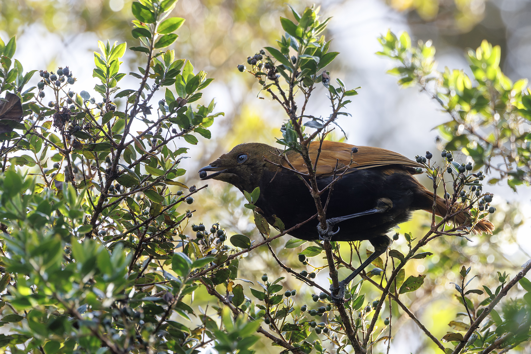 male Crested Satinbird (image by Dáni Balla)