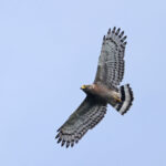 immature Crested Serpent Eagle (image by János Oláh)