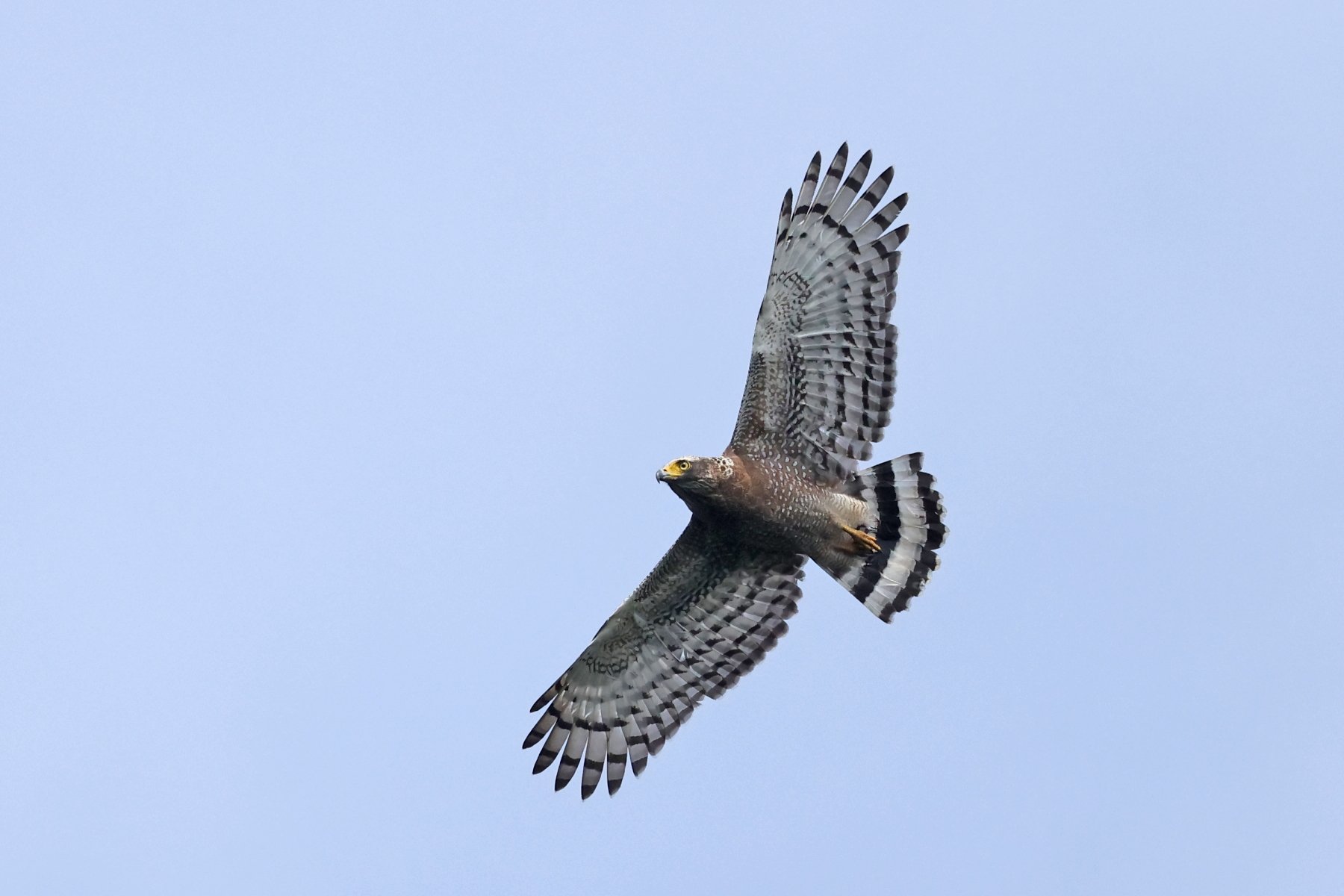immature Crested Serpent Eagle (image by János Oláh)