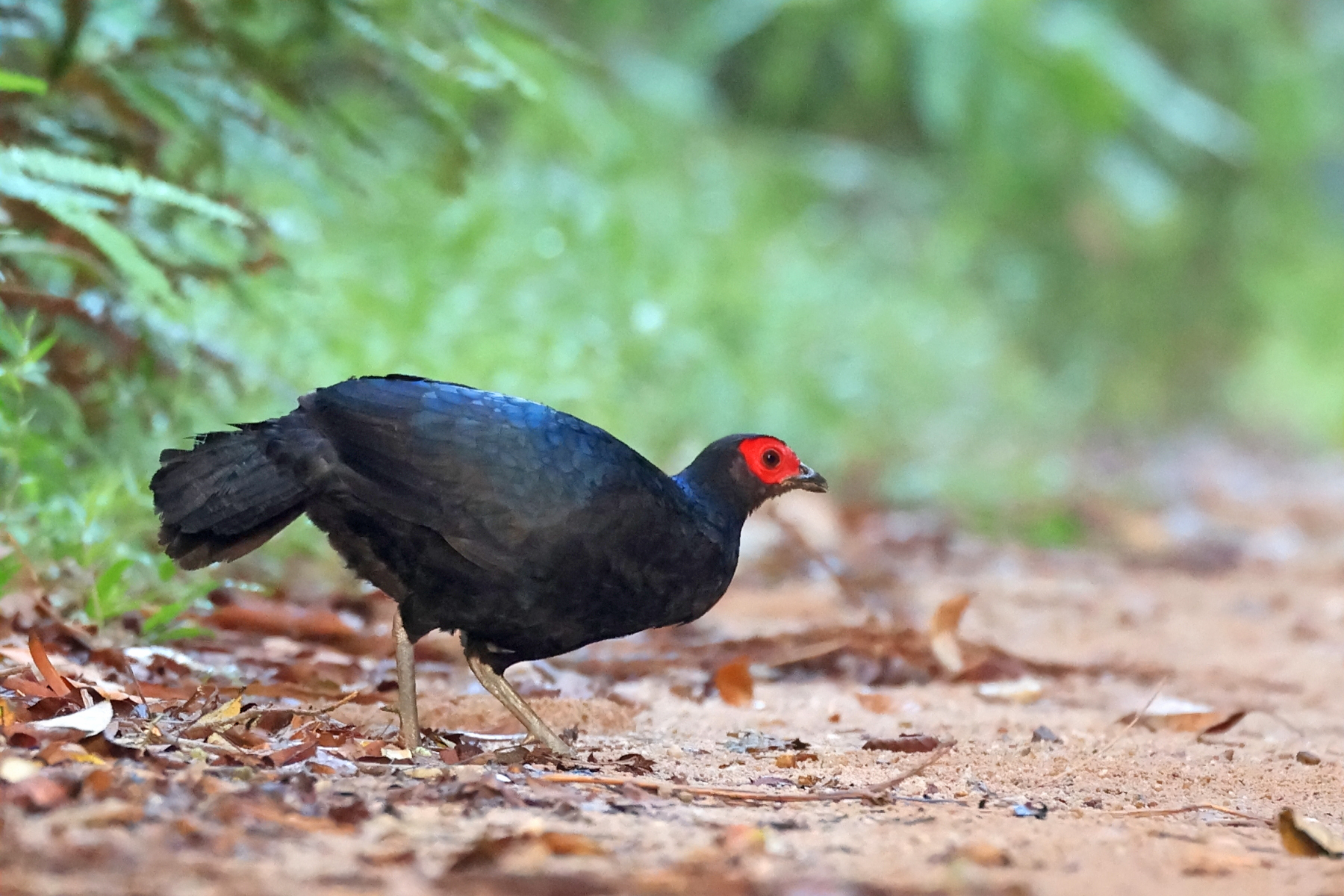Crestless Fireback (image by János Oláh)