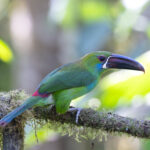 Crimson-rumped Toucanet (image by Daniel Branch)