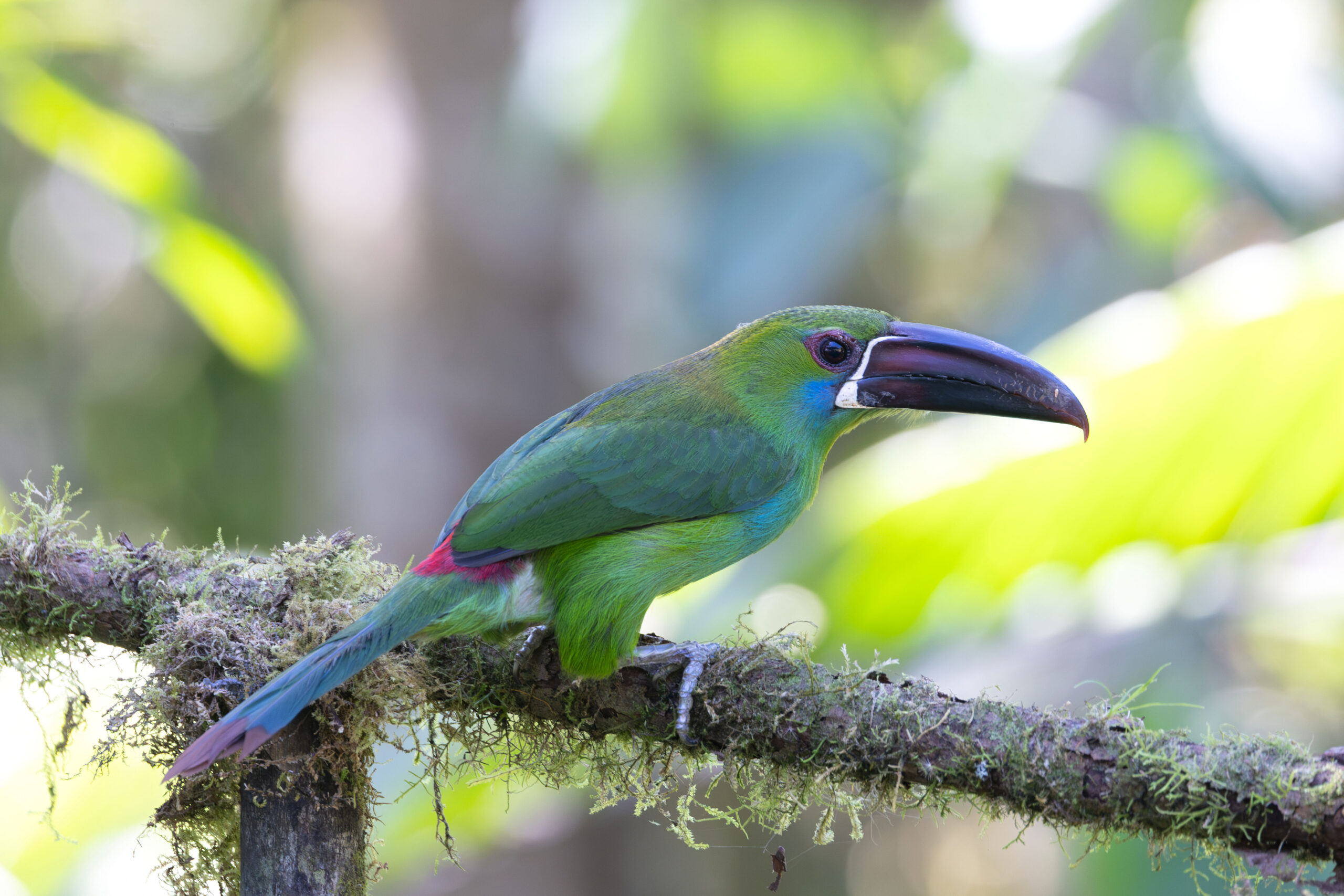 Crimson-rumped Toucanet (image by Daniel Branch)