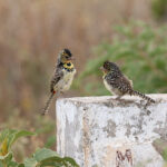D'Arnaud's Barbet (image by Edward Paxton)