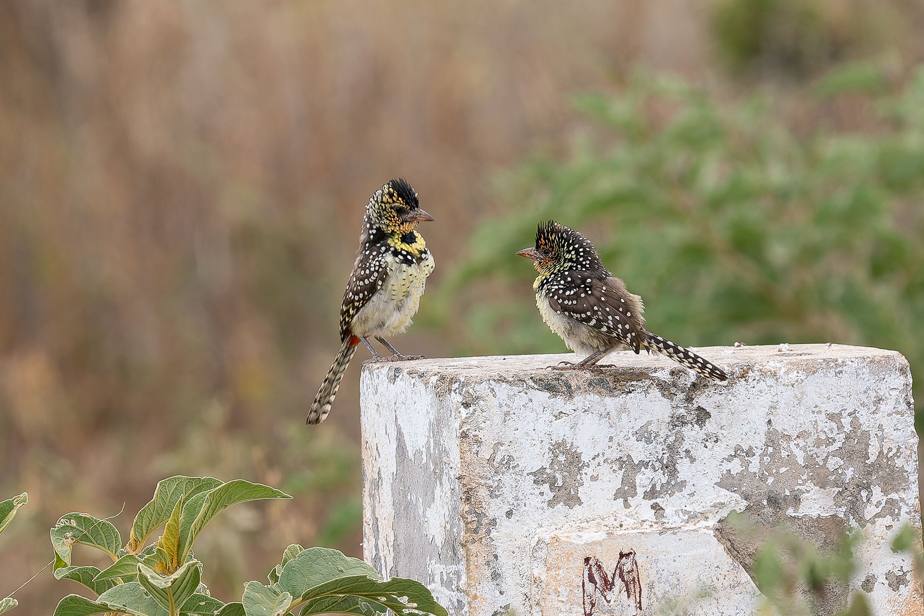 D'Arnaud's Barbet (image by Edward Paxton)