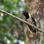 Dark-throated Oriole (image by Craig Robson)