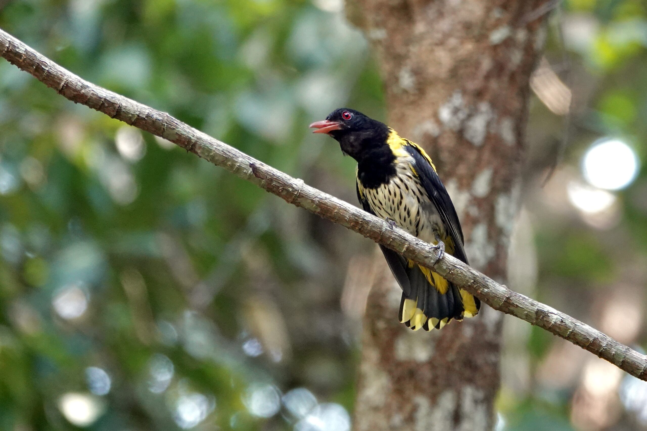 Dark-throated Oriole (image by Craig Robson)