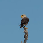 Dickinson's Kestrel (image by Mark Van Beirs)