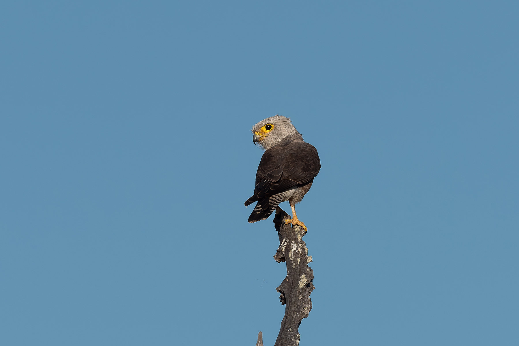 Dickinson's Kestrel (image by Mark Van Beirs)