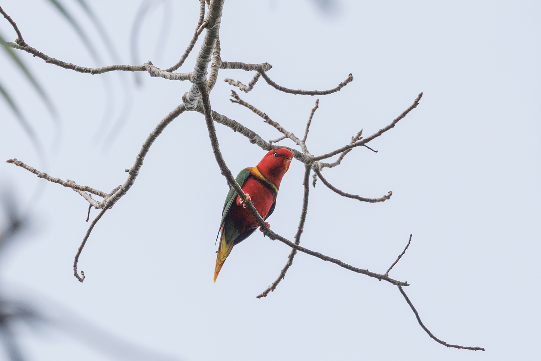 Duchess Lorikeet (image by Dáni Balla)