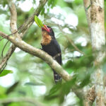 Dusky Broadbill eating a locust (image by Thomas Pedersen)