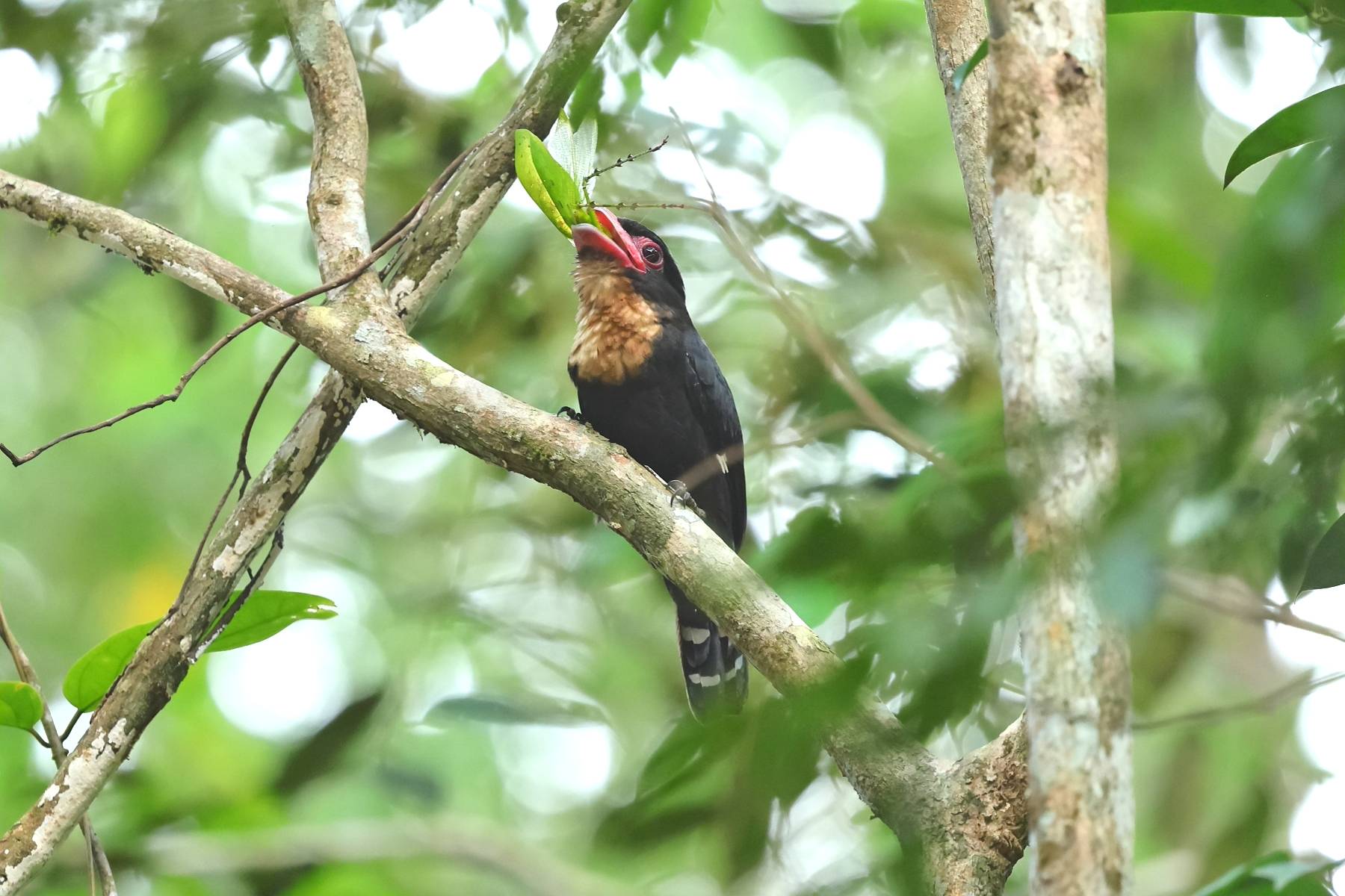 Dusky Broadbill eating a locust (image by Thomas Pedersen)