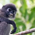 Dusky Langur (image by János Oláh)