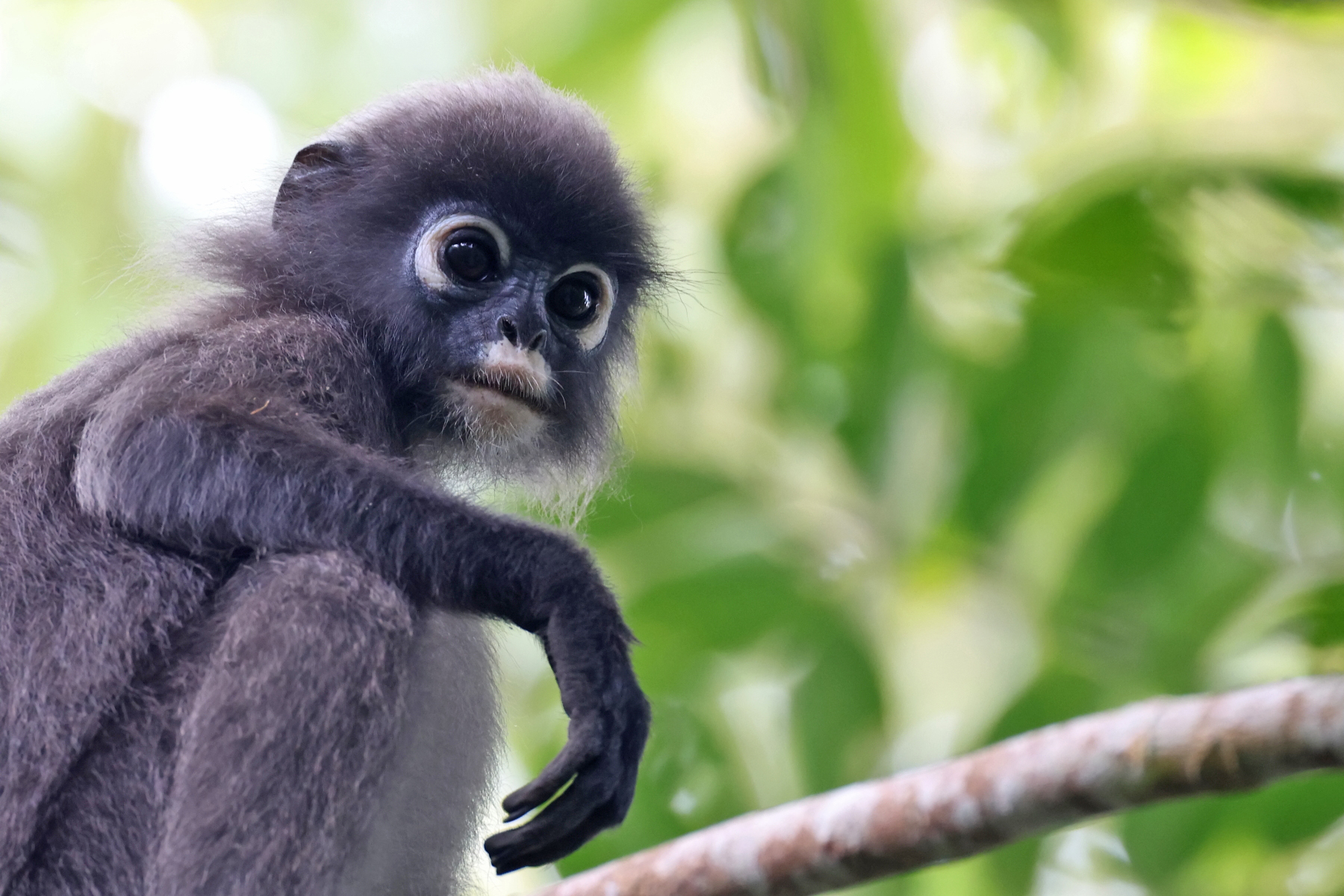 Dusky Langur (image by János Oláh)