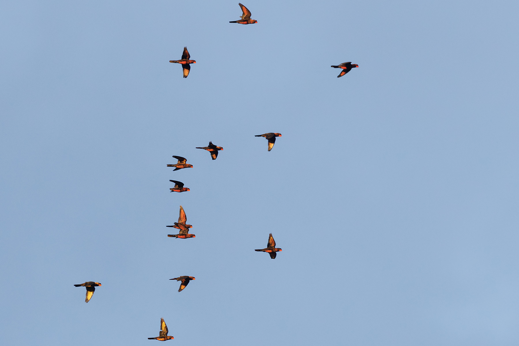 Dusky Lories (image by Dáni Balla)