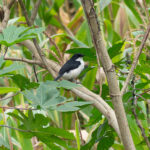 East Coast Boubou (image by Mark Van Beirs)