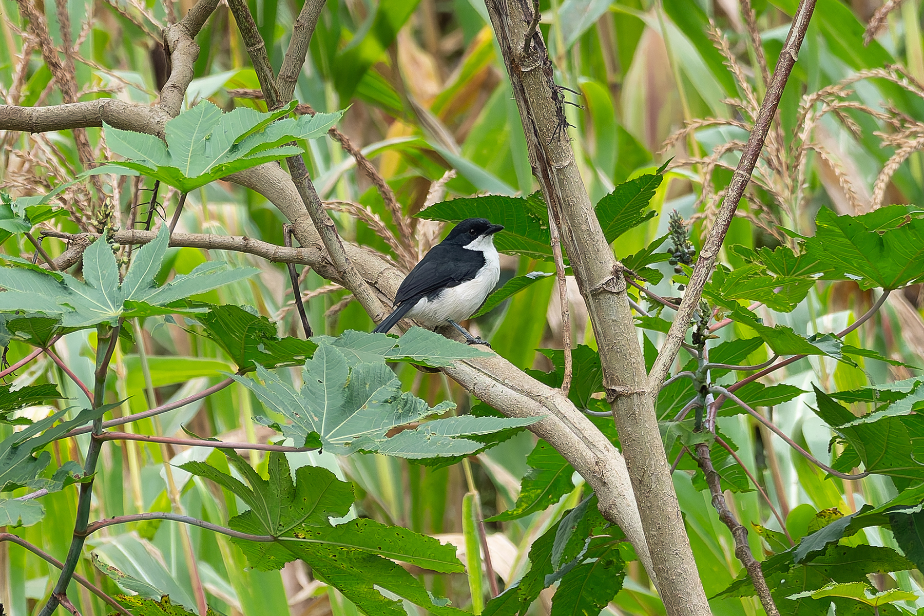 East Coast Boubou (image by Mark Van Beirs)