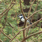 Eastern Black-headed Batis (image by Mark Van Beirs)