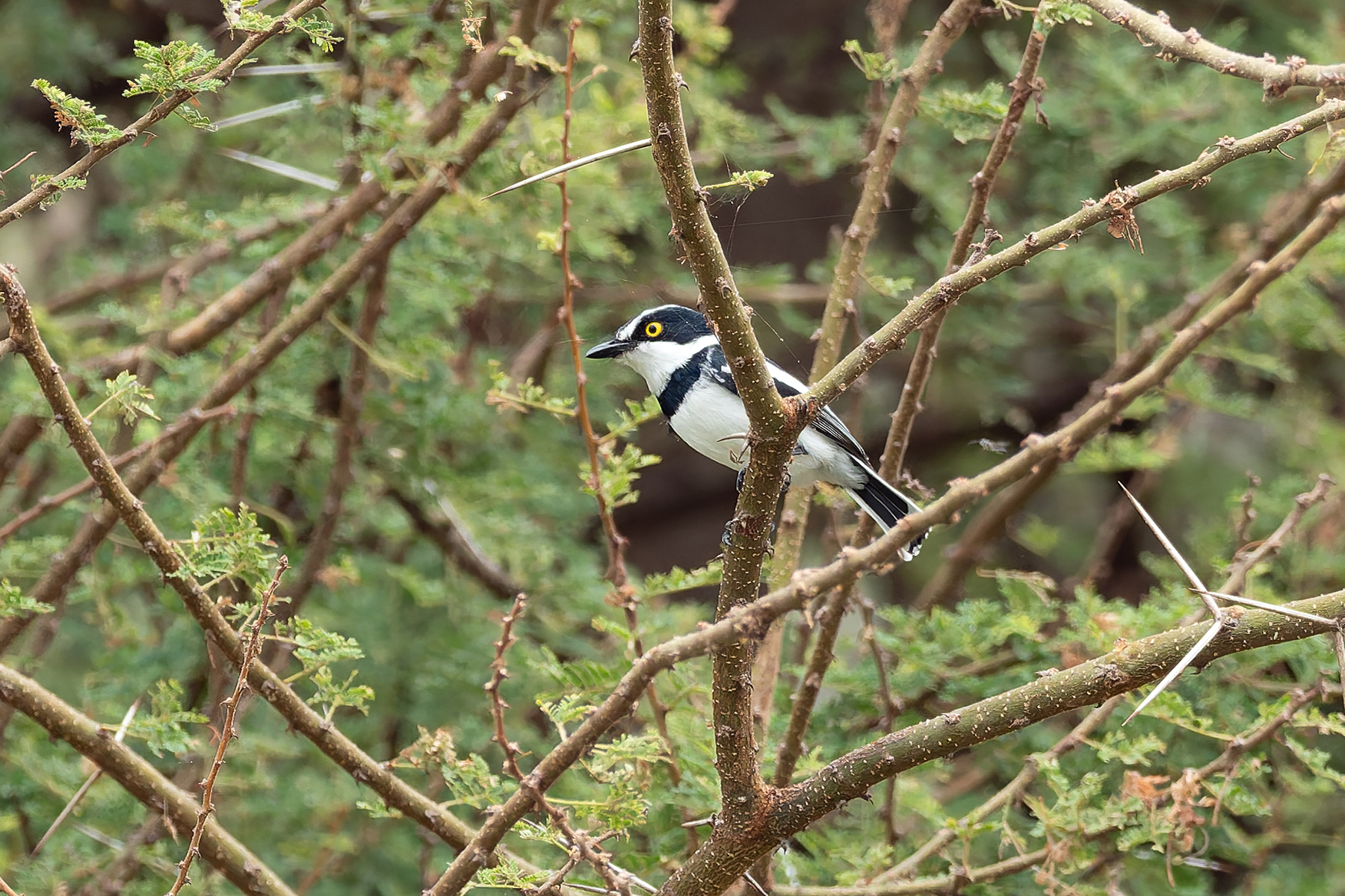 Eastern Black-headed Batis (image by Mark Van Beirs)