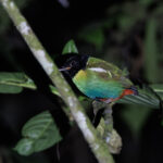 Eastern Hooded Pitta (image by Dáni Balla)