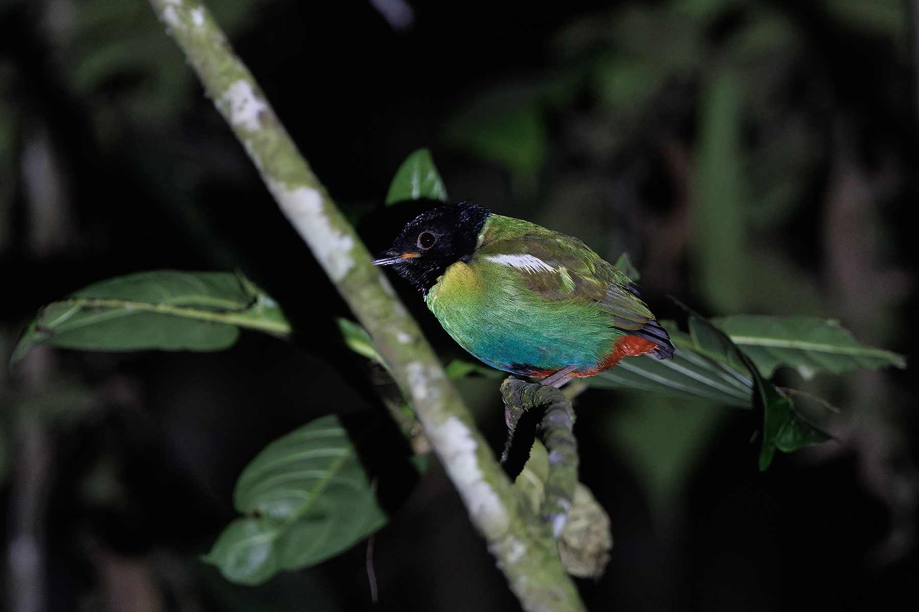 Eastern Hooded Pitta (image by Dáni Balla)