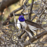 Ecuadorian Hillstar (image by Daniel Branch)